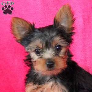 Sally, Yorkie Puppy