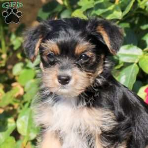 Sally, Yorkie Puppy