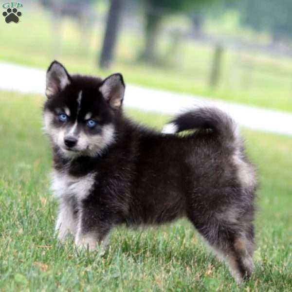 Sally, Pomeranian Mix Puppy