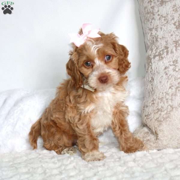 Sally, Cockapoo Puppy