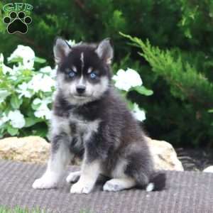Sally, Pomeranian Mix Puppy