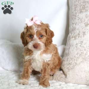 Sally, Cockapoo Puppy