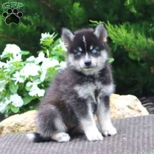 Sally, Pomeranian Mix Puppy