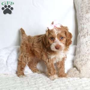 Sally, Cockapoo Puppy