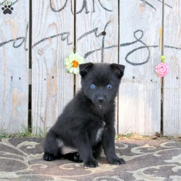Samantha, Pomsky Puppy