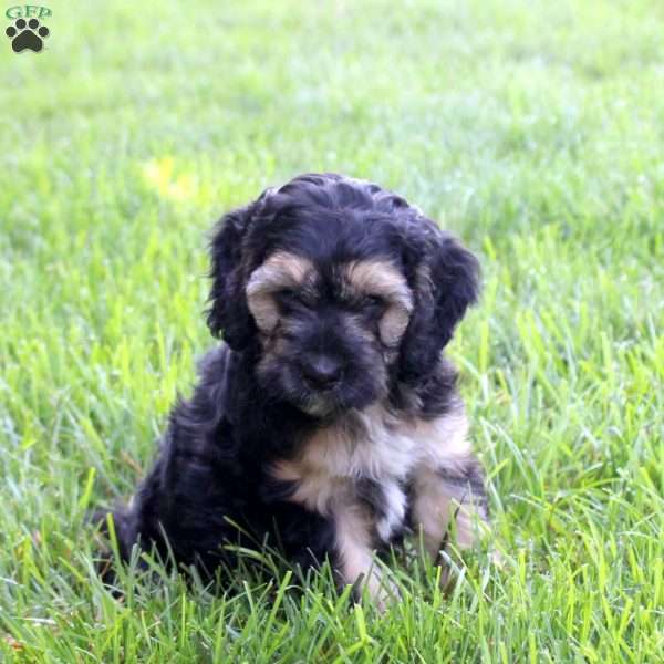 Samantha, Cockapoo Puppy