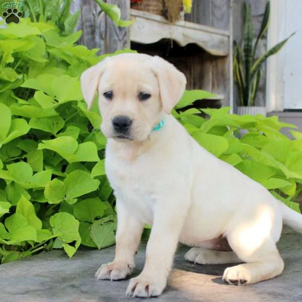 Samantha, Yellow Labrador Retriever Puppy