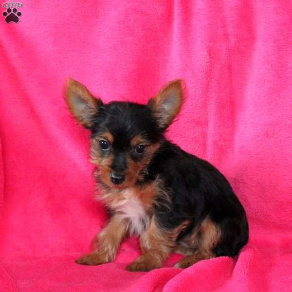 Samantha, Yorkie Puppy