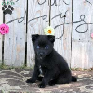 Samantha, Pomsky Puppy