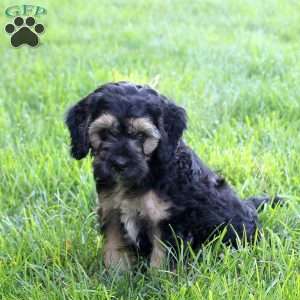 Samantha, Cockapoo Puppy