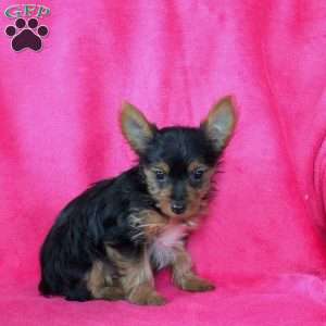 Samantha, Yorkie Puppy