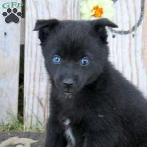 Samantha, Pomsky Puppy