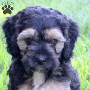 Samantha, Cockapoo Puppy