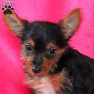 Samantha, Yorkie Puppy