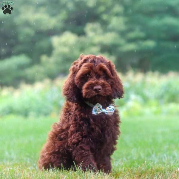 Sammie, Cockapoo Puppy