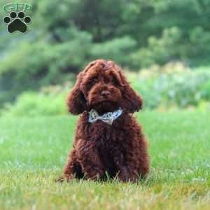 Sammie, Cockapoo Puppy