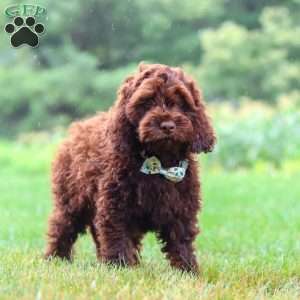 Sammie, Cockapoo Puppy