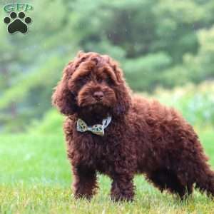 Sammie, Cockapoo Puppy