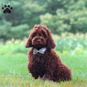 Sammie, Cockapoo Puppy