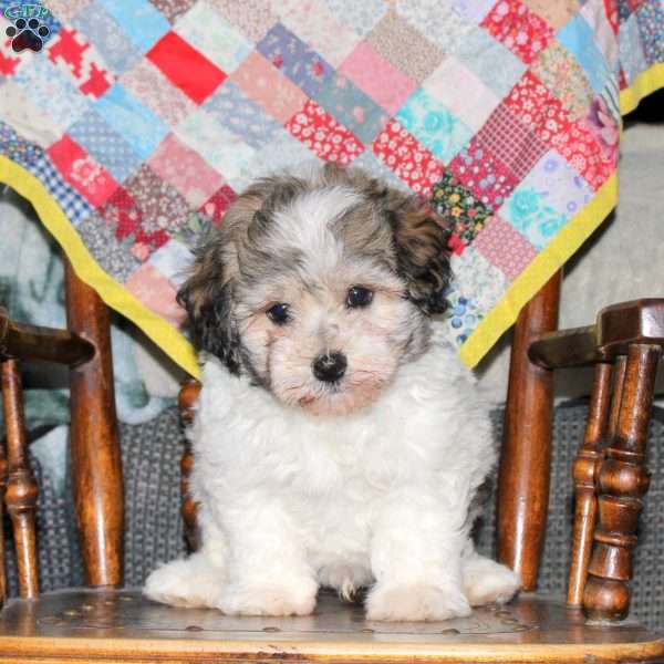 Sammy, Havanese Puppy