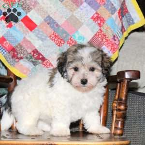 Sammy, Havanese Puppy