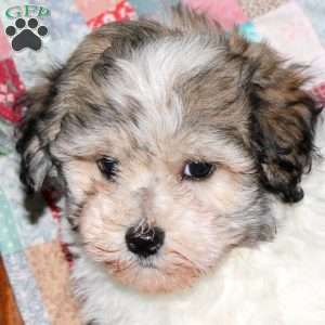 Sammy, Havanese Puppy