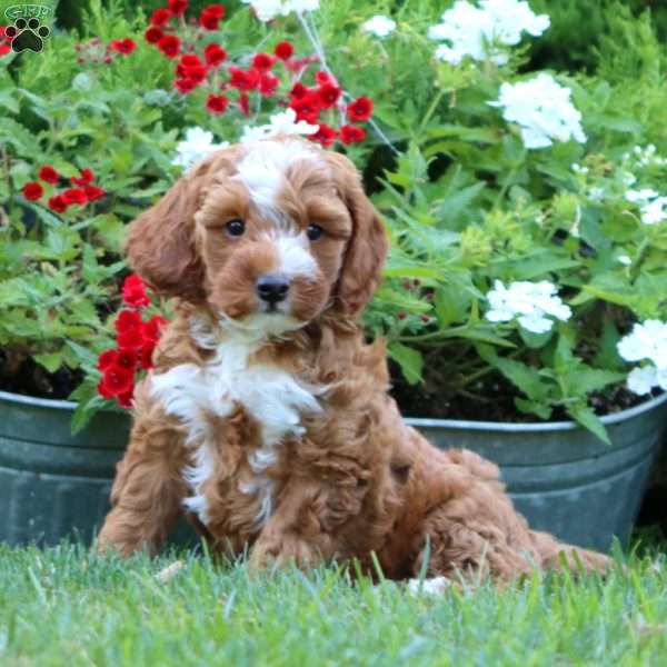 Sammy, Miniature Poodle Mix Puppy