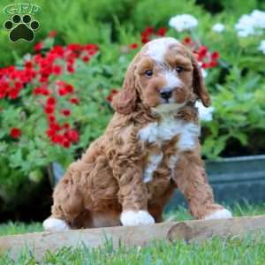 Sammy, Miniature Poodle Mix Puppy