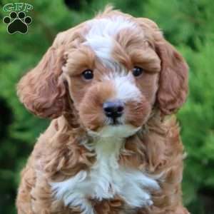 Sammy, Miniature Poodle Mix Puppy