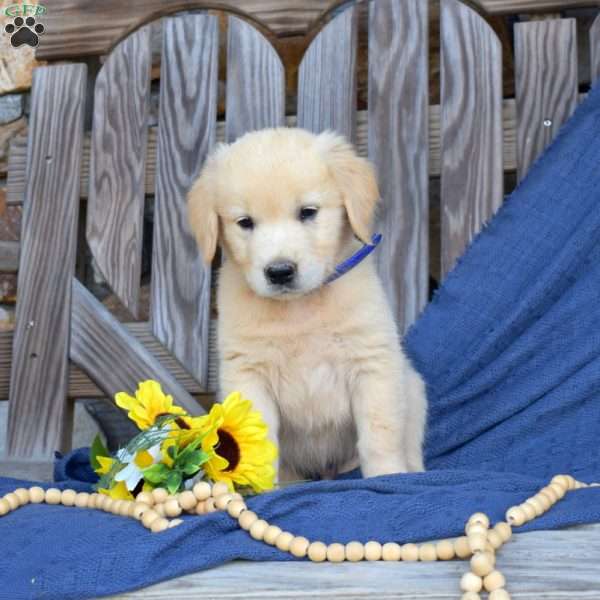 Samson, Golden Retriever Puppy