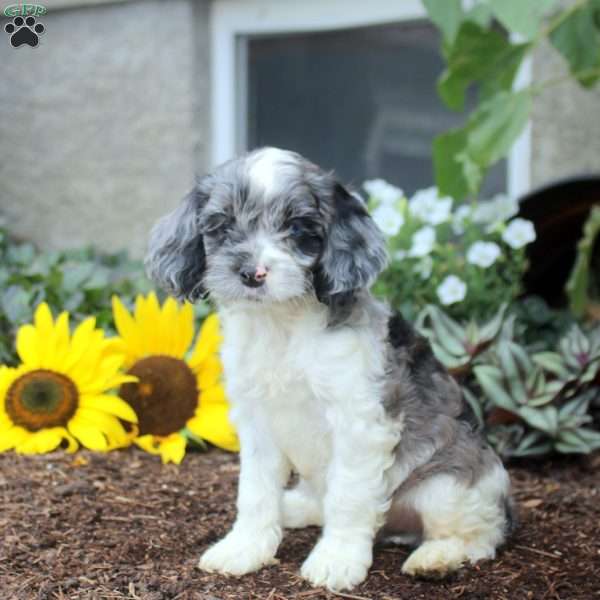 Samson, Cockapoo Puppy