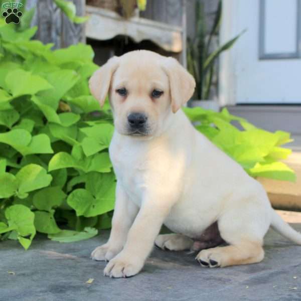 Samson, Yellow Labrador Retriever Puppy