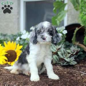 Samson, Cockapoo Puppy