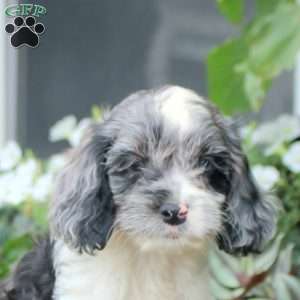 Samson, Cockapoo Puppy