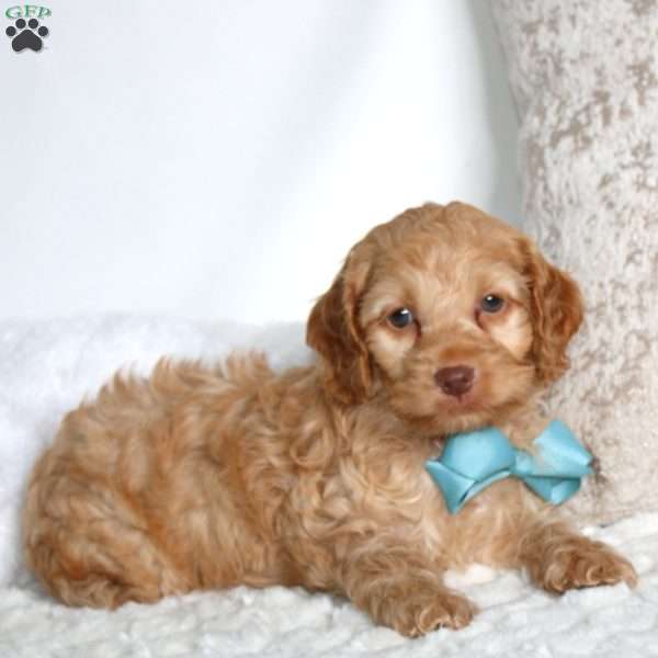 Samson, Cockapoo Puppy