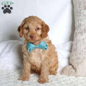 Samson, Cockapoo Puppy