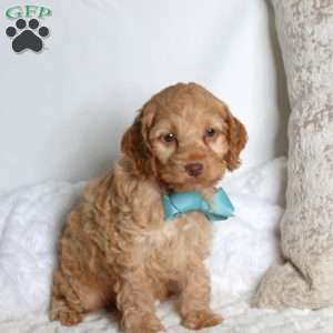 Samson, Cockapoo Puppy