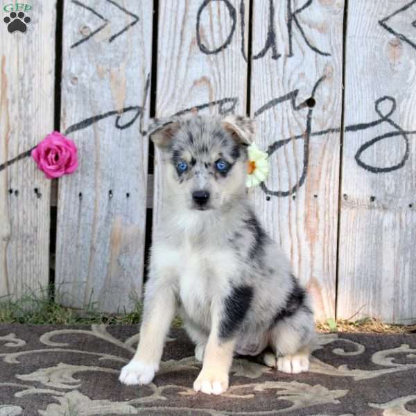 Sandy, Pomsky Puppy