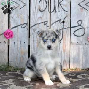 Sandy, Pomsky Puppy
