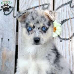 Sandy, Pomsky Puppy