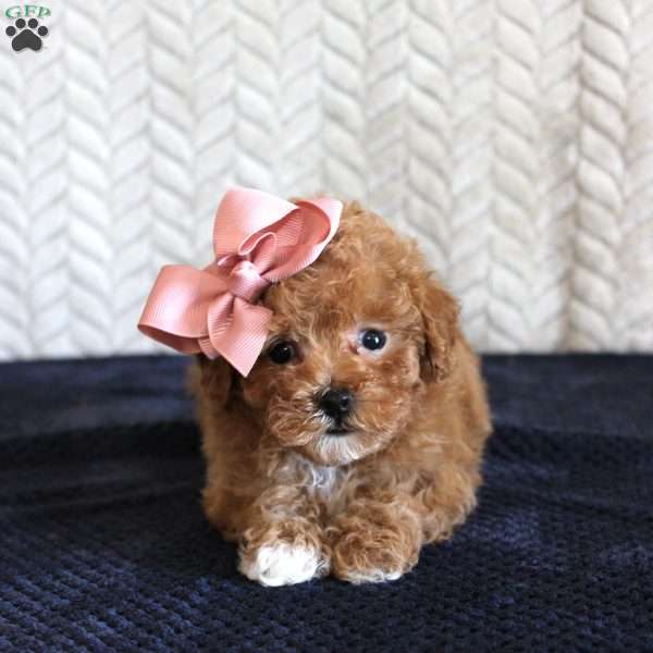 Sandy, Toy Poodle Puppy