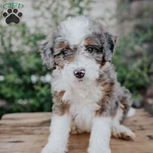 Sandy, Mini Bernedoodle Puppy