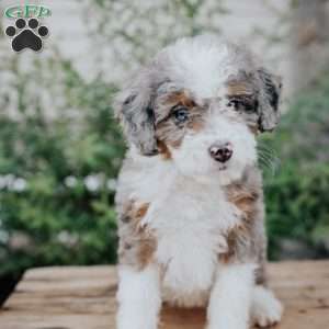 Sandy, Mini Bernedoodle Puppy