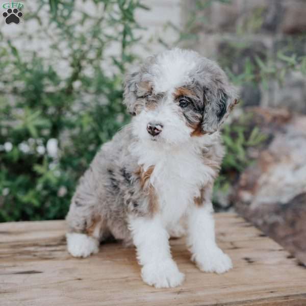 Sandy, Mini Bernedoodle Puppy