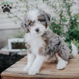 Sandy, Mini Bernedoodle Puppy