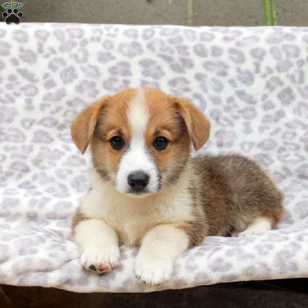 Santiago, Pembroke Welsh Corgi Puppy
