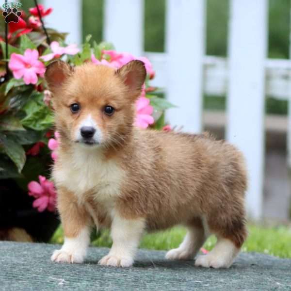 Sara, Pembroke Welsh Corgi Puppy