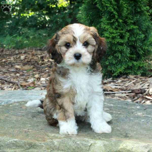 Sarah, Havanese Mix Puppy