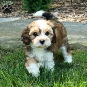 Sarah, Havanese Mix Puppy