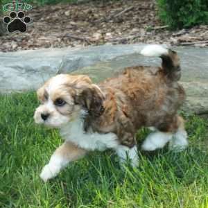 Sarah, Havanese Mix Puppy